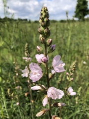 Sidalcea campestris