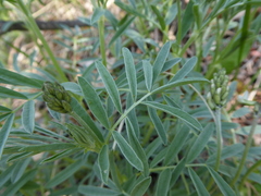 Astragalus australis