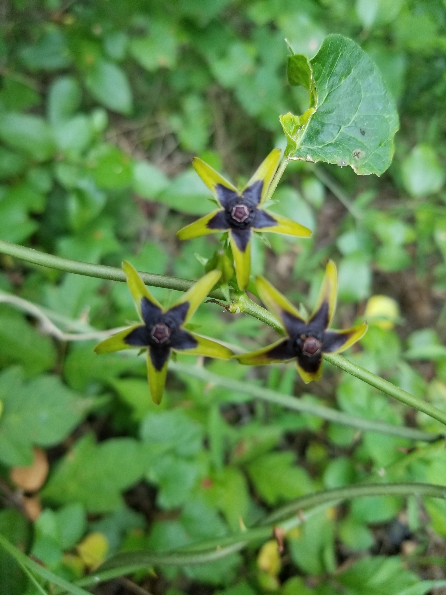 Gonolobus suberosus var. suberosus