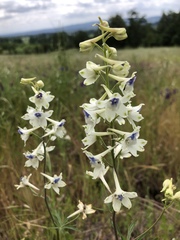 Delphinium leucophaeum