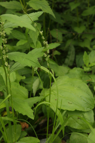 Glyceria ischyroneura iNat (3)