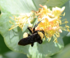 Bombus pensylvanicus
