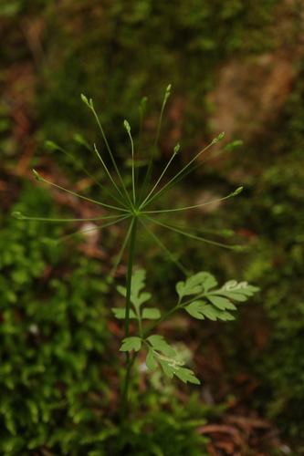 Pternopetalum tanakae iNat (3)