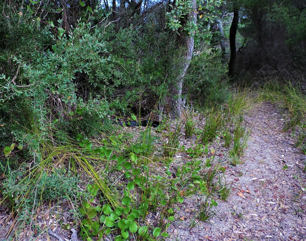 Australian Elapids (inc. Sea Snakes) from Cape Conran VIC 3888 ...