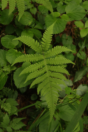 long beechfern (Phegopteris connectilis)