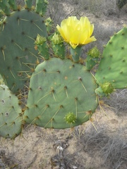Opuntia alta