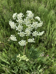 Ligusticum apiifolium