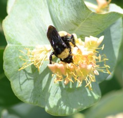Bombus pensylvanicus