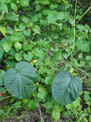 Gonolobus suberosus suberosus