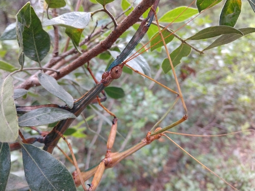 Giant Walkingstick photo 6