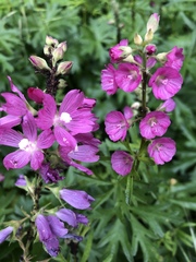 Sidalcea virgata