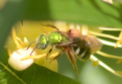 Agapostemon