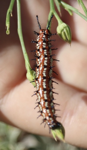 Variegated Fritillary, photo 7 of 8