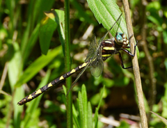 Cordulegaster bilineata