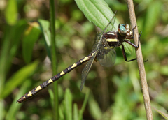 Cordulegaster bilineata