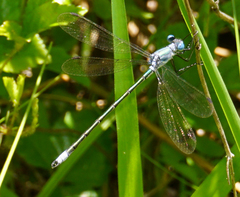 Lestes eurinus