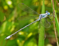 Lestes eurinus
