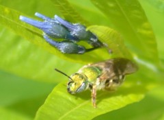 Agapostemon