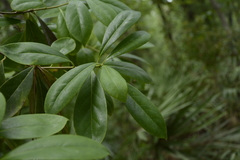 Symplocos tinctoria image