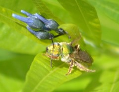 Agapostemon