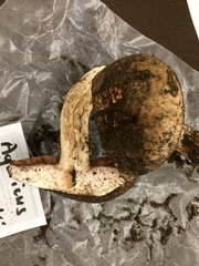 Agaricus lilaceps