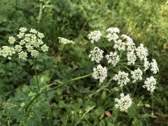Ligusticum apiifolium