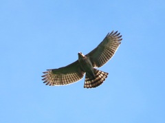 Blyth's Hawk-Eagle photo 3