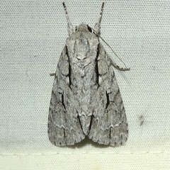 Acronicta lobeliae