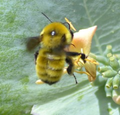 Bombus fervidus