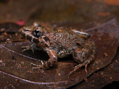 Nilgiri Frog photo 2