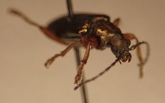 Plateumaris