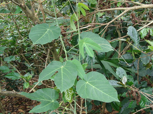Image of Passiflora seemannii by (c) Alexis López Hernández, some rights reserved (CC BY)