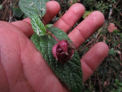 Rubus acanthophyllos