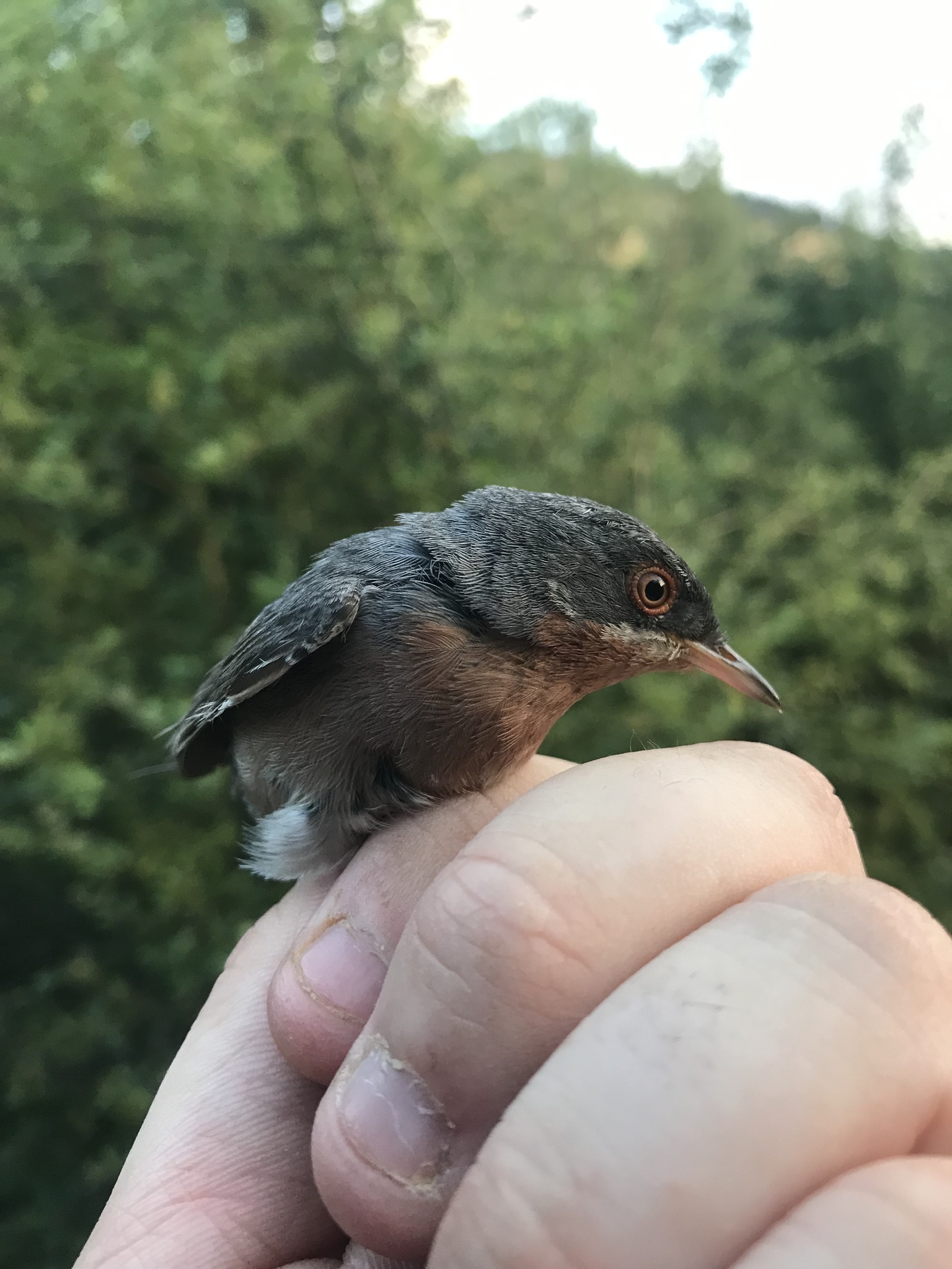 Moltoni's Warbler (Curruca subalpina)