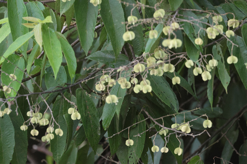 Colona serratifolia observed 2024-06-23