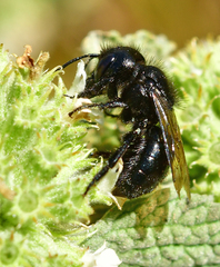 Osmia montana quadriceps