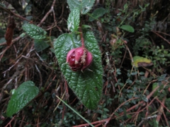 Rubus acanthophyllos