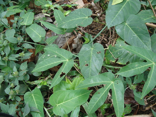 Image of Passiflora seemannii by (c) Alexis López Hernández, some rights reserved (CC BY)