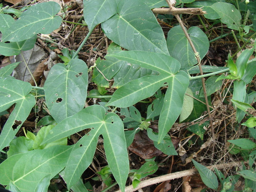 Image of Passiflora seemannii by (c) Alexis López Hernández, some rights reserved (CC BY)