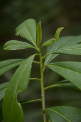 Symplocos tinctoria image