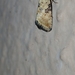 Noctuidae