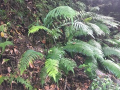 Sphaerostephanos taiwanensis