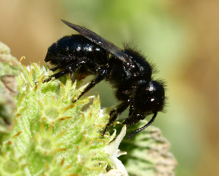 Osmia montana