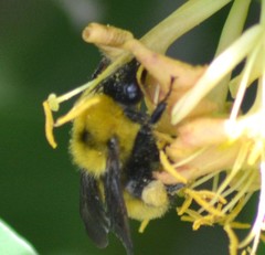 Bombus fervidus