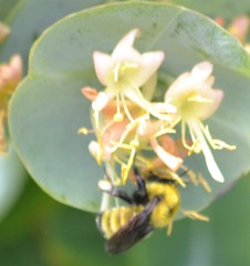 Bombus fervidus