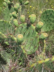 Opuntia mackensenii