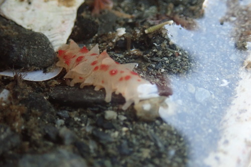 giant California sea cucumber, Sitka, AK, USA, photo 9 of 10