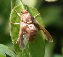 Goniops chrysocoma