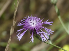 Centaurea diluta