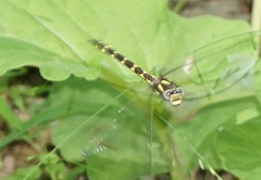 Cordulegaster bilineata